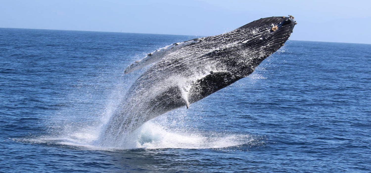 Excursion 3 - Whale Watching One-day excursion tour in Sri Lanka